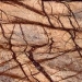22. Rainforest Golden - marmura